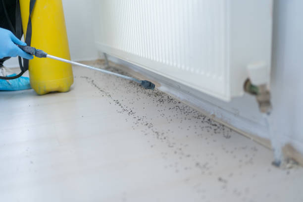 Best Cockroach Control Services  in Lemmon Valley, NV